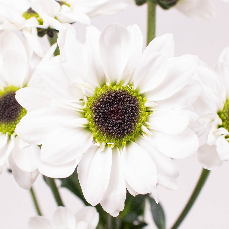 Mini Santini Flower Up Close