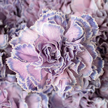Yona Lavender Blue Carnation Flowers Up Close